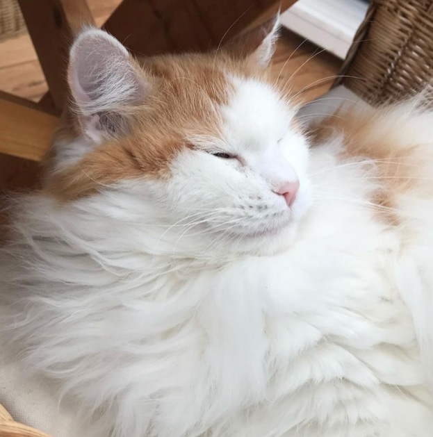 Sibirisk katt Fenix